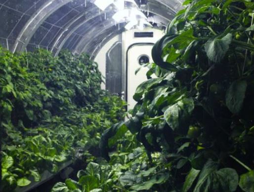 teplica na marse можно ли посадить растения на марсе