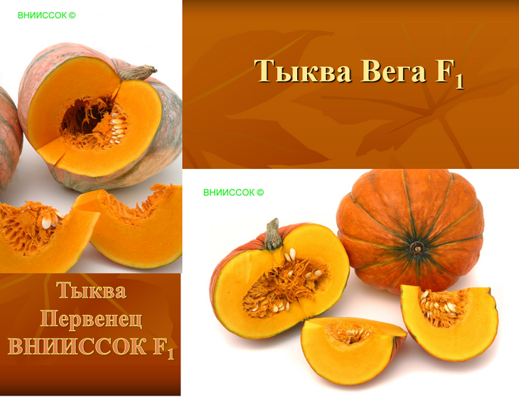 лучшие сорта тыквы