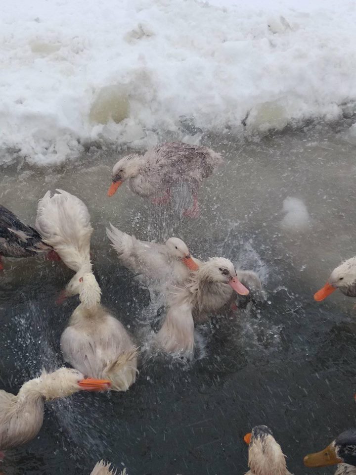 утки зимой