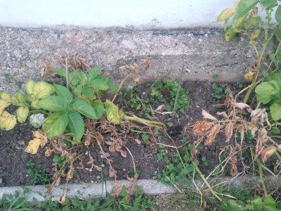 вертициллезное увядание картофеля
