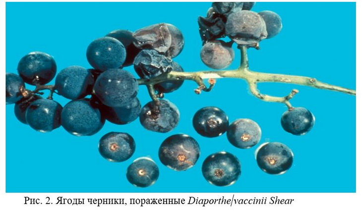 вязкая гниль черники