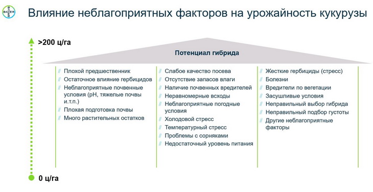 влияние неблагоприятных факторов на кукурузу