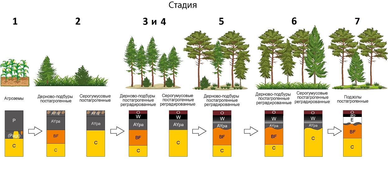 восстановление лесов на распашке