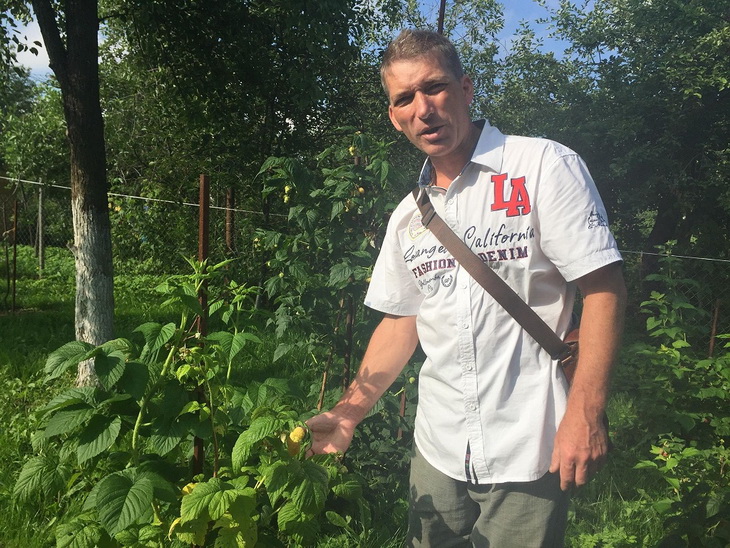 выращиваем малину без хлопот
