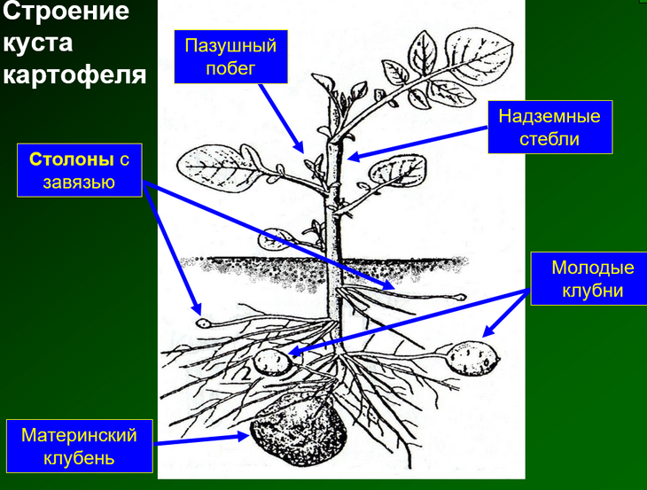 выращивание картофеля