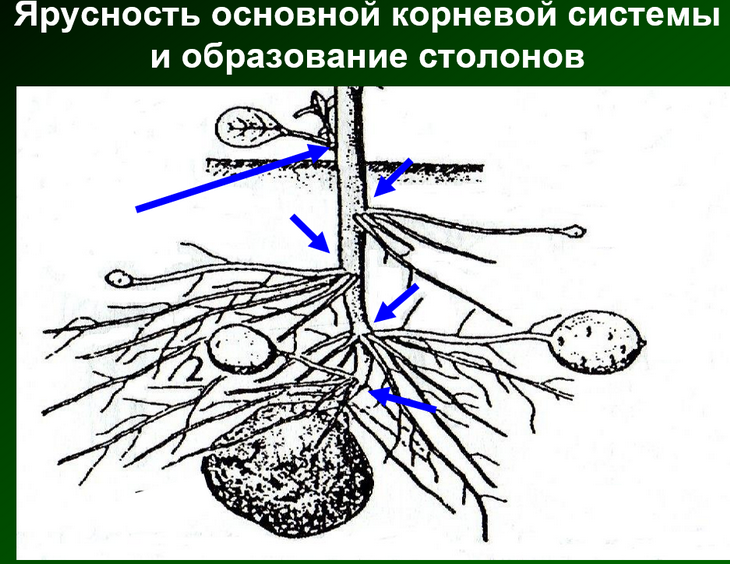 выращивание картофеля