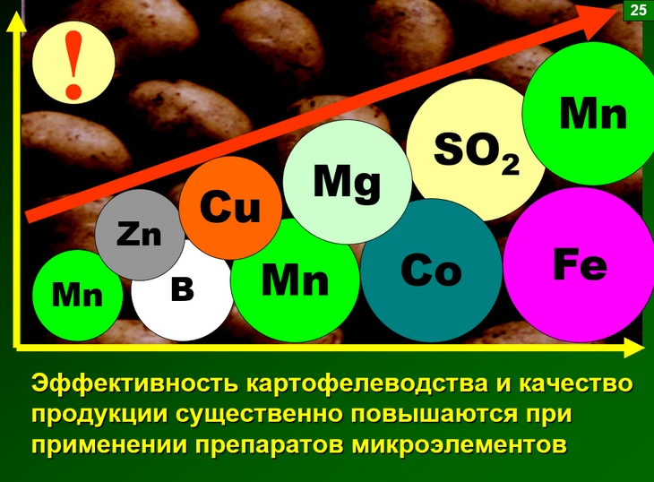 выращивание картофеля