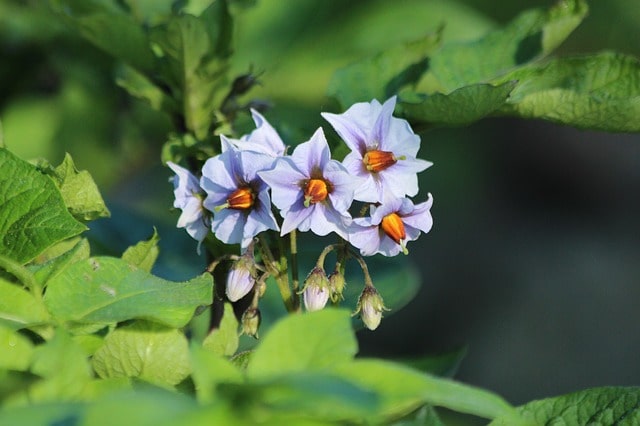 cultivo de papas en suelo arenoso