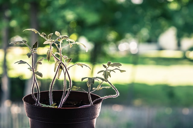 plántulas de tomate estiradas qué hacer