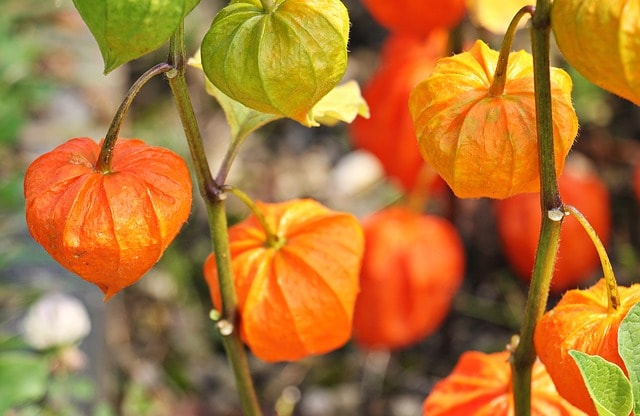 cereza de la tierra