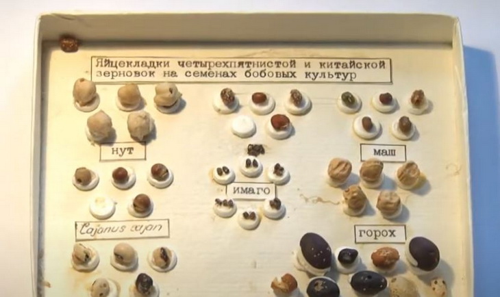зерновки