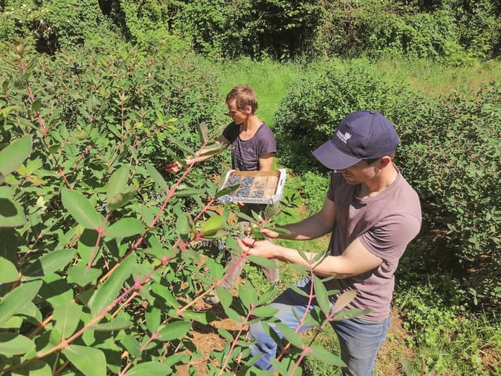 что полезнее голубика или жимолость. Смотреть фото что полезнее голубика или жимолость. Смотреть картинку что полезнее голубика или жимолость. Картинка про что полезнее голубика или жимолость. Фото что полезнее голубика или жимолость что полезнее голубика или жимолость. Смотреть фото что полезнее голубика или жимолость. Смотреть картинку что полезнее голубика или жимолость. Картинка про что полезнее голубика или жимолость. Фото что полезнее голубика или жимолость