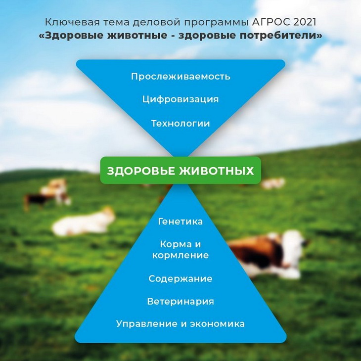 животные и антибиотики