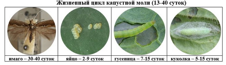 жизненный цикл капустной моли